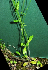 Wahlenbergia gracilenta