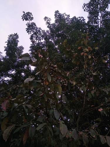 Lagerstroemia speciosa