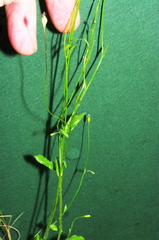 Wahlenbergia gracilenta
