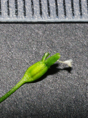 Wahlenbergia gracilenta