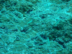 Ptereleotris microlepis