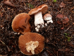 Cortinarius armeniacus