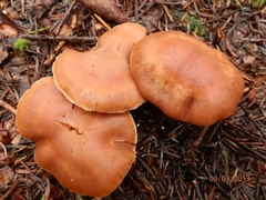 Cortinarius armeniacus