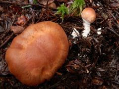 Cortinarius armeniacus
