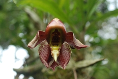 Catasetum maculatum image