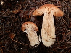 Cortinarius armeniacus