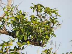 Bobea elatior