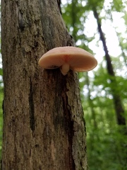Rhodotus palmatus