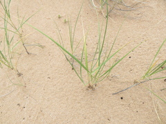 Elymus farctus