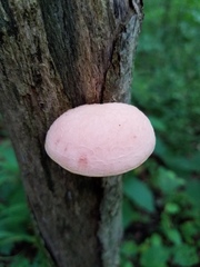 Rhodotus palmatus