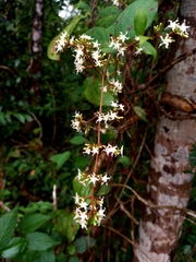 Ichnocarpus frutescens