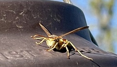 Polistes apachus