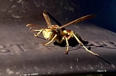 Polistes apachus