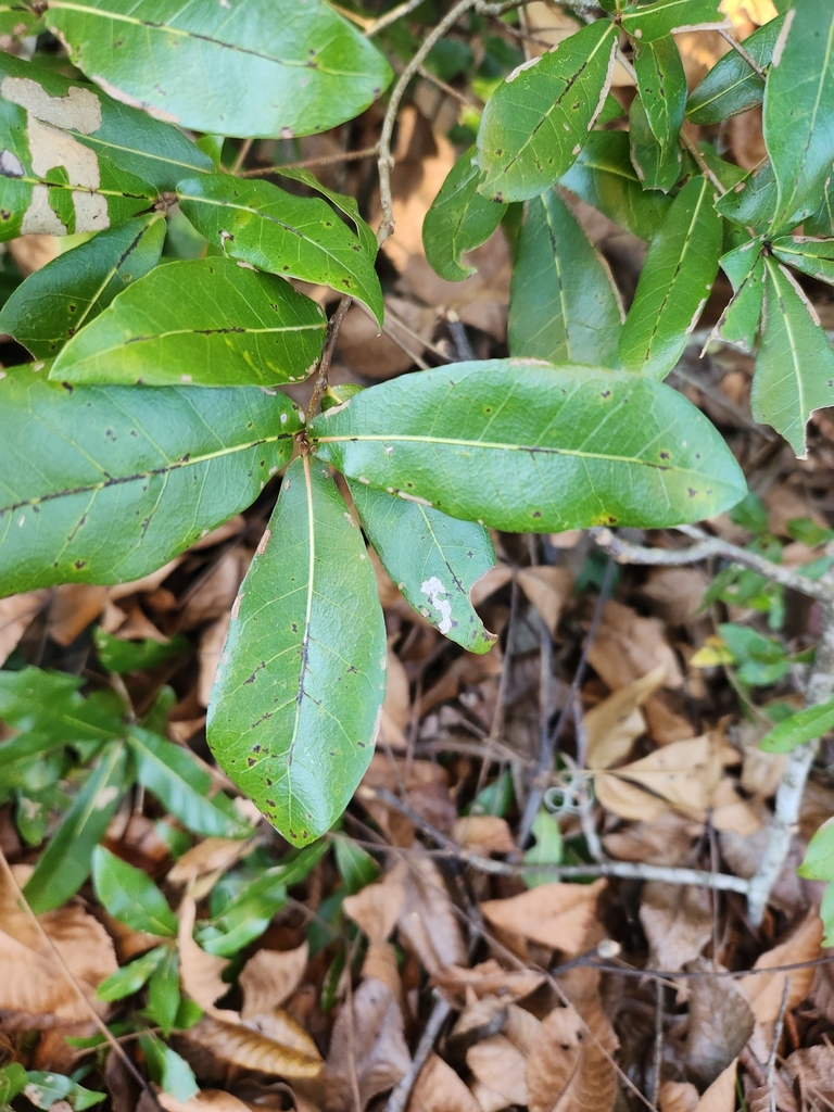 swamp laurel oak from Orange Beach, AL 36561, USA on November 27, 2022 ...