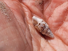 Cerithium atratum