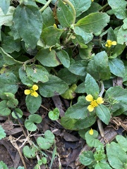 Synedrella nodiflora