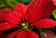 Euphorbia pulcherrima image