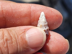 Cerithium atratum