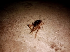 Anurogryllus arboreus