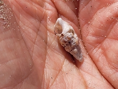 Cerithium atratum