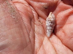 Cerithium atratum