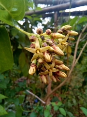 Parsonsia alboflavescens