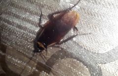 Periplaneta australasiae image