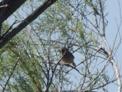 Curruca conspicillata