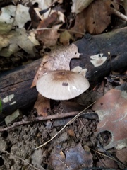 Volvariella