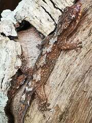 Bavayia cyclura