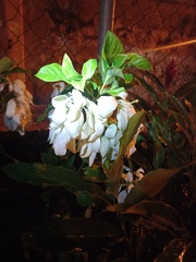 Mussaenda philippica