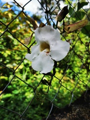 Thunbergia grandiflora