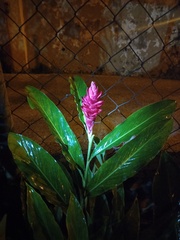 Alpinia purpurata