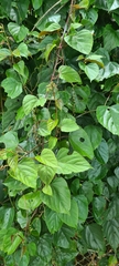 Cissus antarctica
