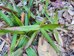 Dichanthelium commutatum