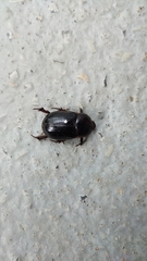 Heteronychus arator