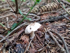 Marasmius nigrodiscus