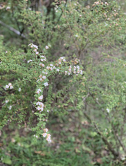 Mimosa texana