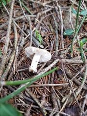 Marasmius nigrodiscus