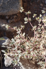 Tidestromia lanuginosa