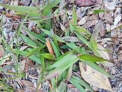 Dichanthelium commutatum