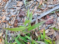 Dichanthelium commutatum