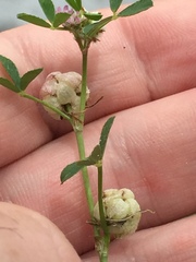 Trifolium tomentosum