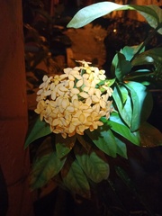 Ixora