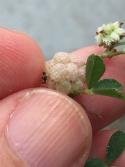 Trifolium tomentosum