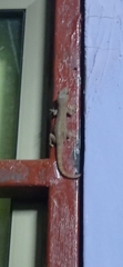 Hemidactylus frenatus