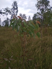 Eucalypteae