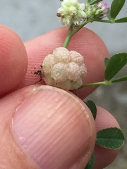 Trifolium tomentosum