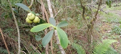 Clusia multiflora