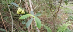 Clusia multiflora